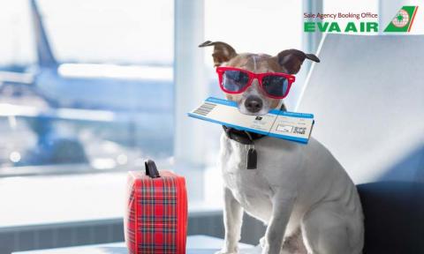Tất tần tật thủ tục cho vật nuôi đi máy bay EVA Air từ A-Z
